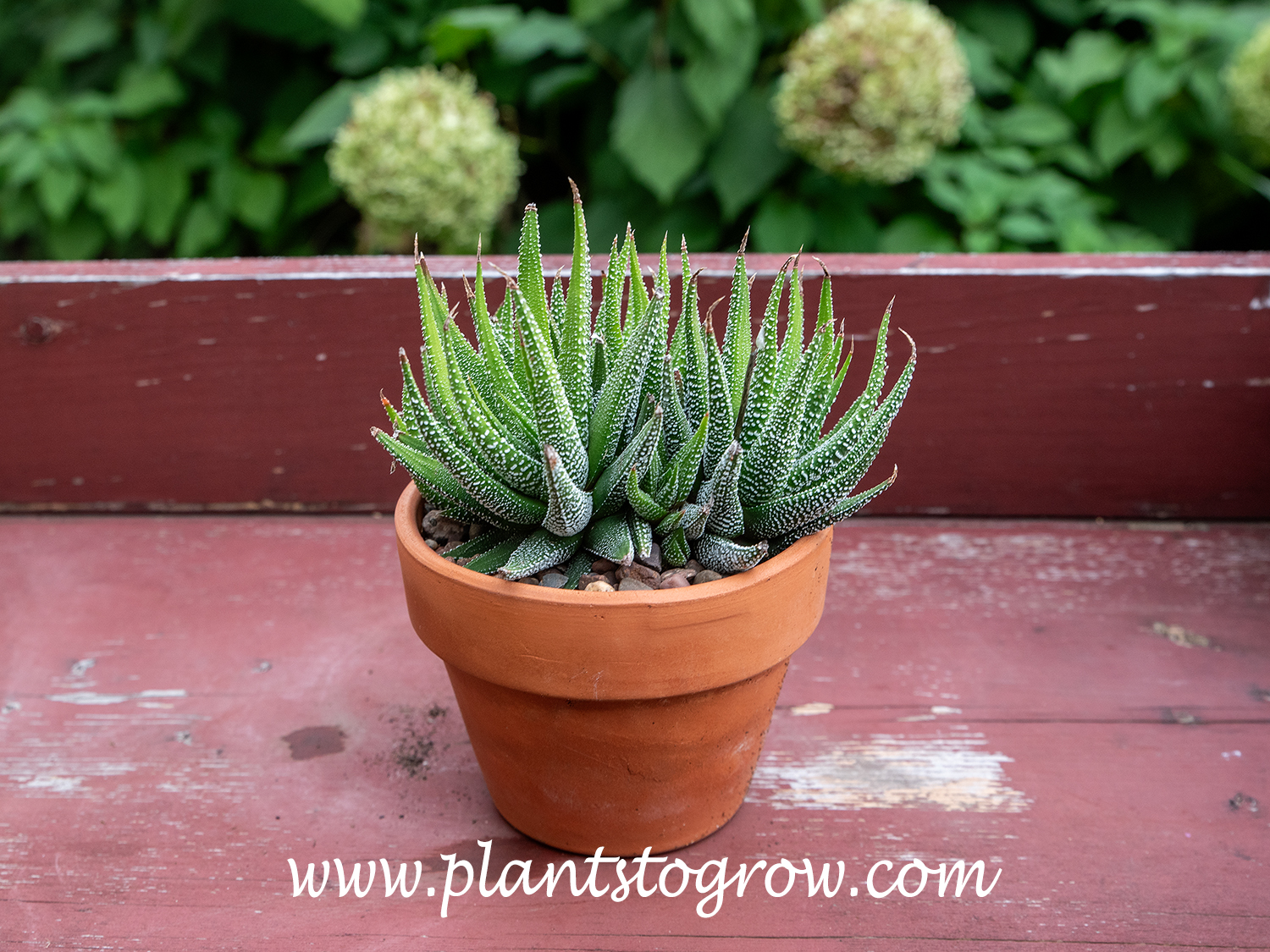 Haworthia attenuata concolor 
I have had this plant for about two years. It was growing outside for the summer. It is in a 4-inch pot and started as a small two-inch potted plant.